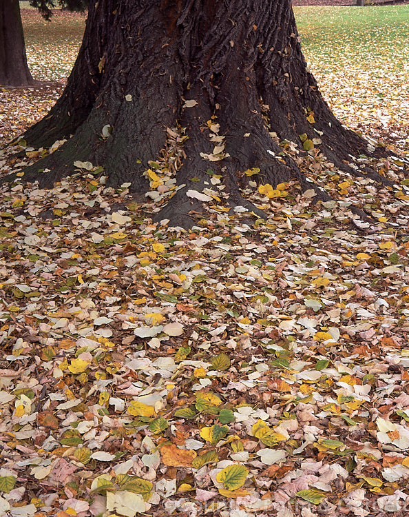 Fallen autumn leaves of the Silver Lime (<i>Tilia tomentosa</i>), a southeast European deciduous tree that grows to around 35m tall. The underside of the foliage bears a silvery-grey indumentum, clearly visible on these fallen leaves. Order: Malvales, Family: Malvaceae