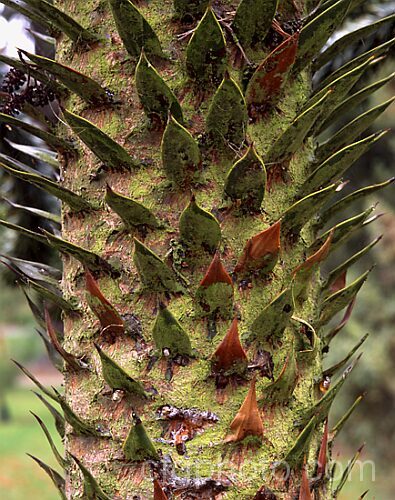 The trunk of a young Monkey Puzzle (<i>Araucaria araucana</i>). This conifer, native to central Chile and northern Patagonia, has stiff, sharply pointed triangular leaves that would supposedly confound the climbing skills of a monkey. Mature trees bear huge globular cones. Order: Pinales, Family: Araucariaceae