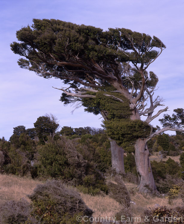 Totara (<i>Podocarpus totara</i>) trees and other vegetation sculpted by constant wind on an exposed hilltop. This New Zealand native tree is capable of growing to 30m tall but these specimens have been stunted by the elements and although very old are nowhere near that high. Order: Araucariales, Family: Podocarpaceae