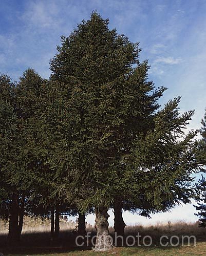 Spanish Fir or Hedgehog Fir (<i>Abies pinsapo</i>), a 35m tall coniferous tree native to southern Spain and northern Morocco. In the southern part of its range, it occurs at elevations of up to 2100m. There are many cultivated forms. Order: Pinales, Family: Pinaceae