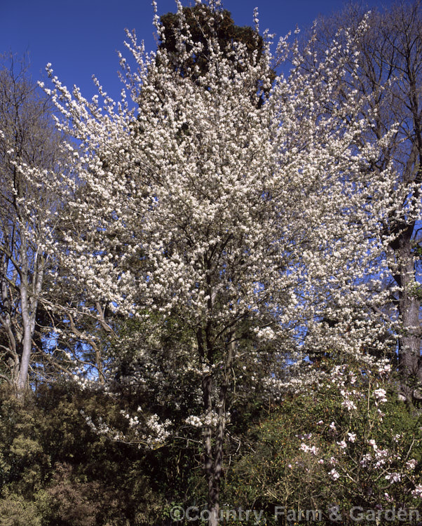 Amelanchier lamarckii, often misidentified in gardens as Amelanchier canadensis, this spring-flowering deciduous shrub or tree to 10m tall is a native of eastern Canada. Order: Rosales, Family: Rosaceae