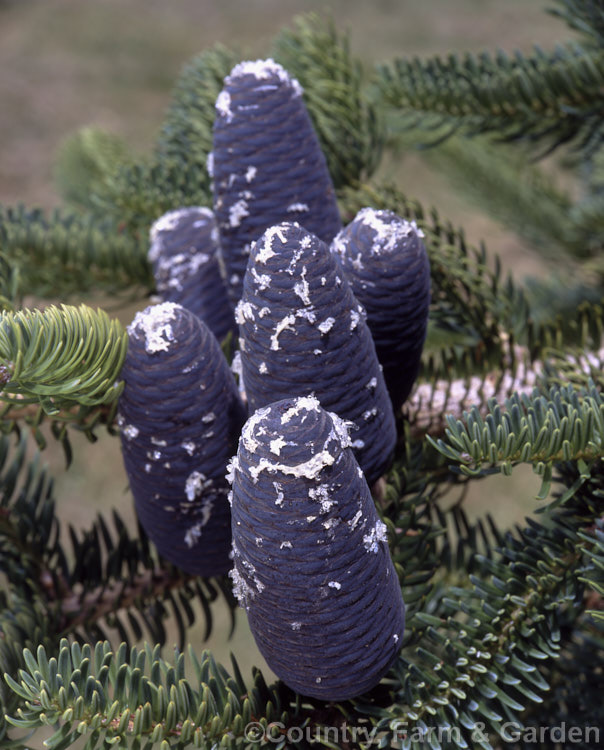 Faber's Fir (<i>Abies fabri</i>), an evergreen conifer up to 25m tall. Native to western China, this species is notable for its beautiful blue-black cones and purple winter buds. Order: Pinales, Family: Pinaceae