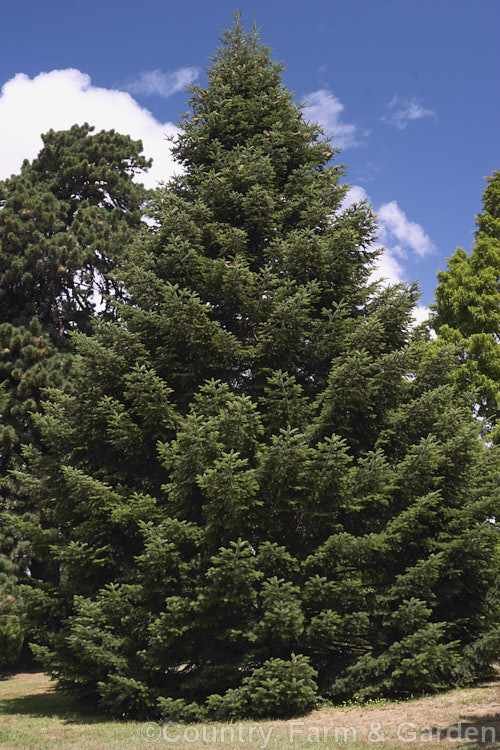 Sacred Fir (<i>Abies religiosa</i>), a robust and usually very regularly shaped 60m tall tree native to Mexico and Guatemala. In mild areas it grows quickly. Order: Pinales, Family: Pinaceae