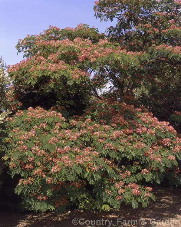 Pink Silk Tree (<i>Albizia julibrissin var. rosea</i>), a deciduous tree found naturally from Iran to Japan. This darker pink flowered variety tends to be a smaller tree than the basic species. albizia-2159htm'>Albizia.