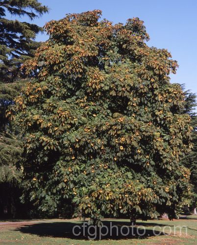 Horse Chestnut (<i>Aesculus hippocastanum</i>) in autumn, with fruit. This 15-25m tall tree from Greece, Albania and Bulgaria has showy spring flowerheads that develop into spiny fruiting bodies, each containing two hard nuts. Order: Sapindales, Family: Sapindaceae