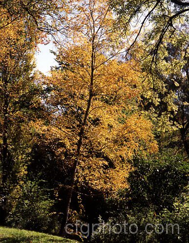 Paper. Birch, White Birch or Canoe. Birch (<i>Betula papyrifera</i>) in autumn. This very hardy 30m tall deciduous tree is native to northern North America and southern Greenland and is similar to the Eurasian. Betula pendula. betula-2077htm'>Betula. <a href='betulaceae-plant-family-photoshtml'>Betulaceae</a>.