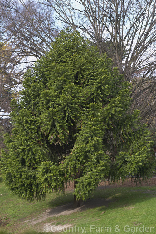 Bunya Bunya (<i>Araucaria bidwillii</i>), a 45m tall evergreen conifer native to Queensland, Australia. It is a near relative of the Monkey Puzzle Tree and Norfolk Island Pine. Order: Pinales, Family: Araucariaceae