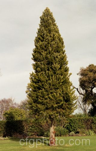 Kauri (<i>Agathis australis</i>), the largest New Zealand native tree, it is narrow and upright when young but eventually develops a large crown and broad trunk. It has an extremely strong, durable, resinous wood that is excellent for high grade furniture and construction. Order: Araucariales, Family: Araucariaceae