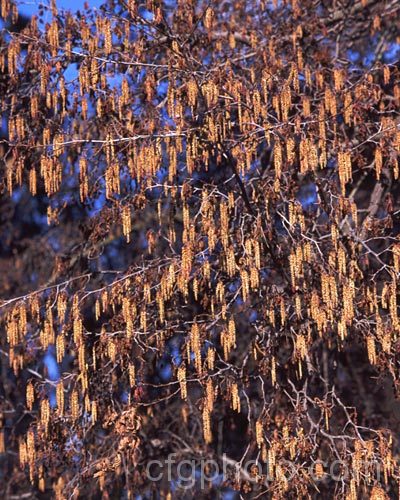 The catkins of the Common Alder (<i>Alnus glutinosa</i>), a very hardy moisture-loving deciduous tree native to Eurasia and North Africa. The catkins appear from late winter. alnus-2121htm'>Alnus. <a href='betulaceae-plant-family-photoshtml'>Betulaceae</a>.