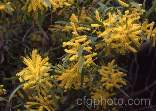 Sydney Golden Wattle (<i>Acacia longifolia</i>), a late winter-flowering evergreen shrub or small tree native to eastern Australia. It grows to around 8m tall Order: Fabales, Family: Fabaceae