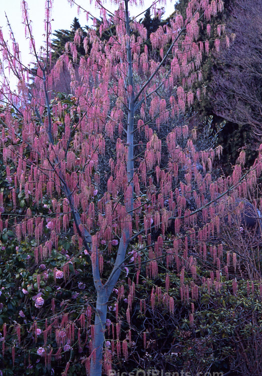 Spring flower tassels of the Purple-leafed Box Elder (<i>Acer negundo</i> var. <i>violaceum</i>). This tree, up to 20m tall, is native to Central and North America and occurs in many foliage forms. Order: Sapindales, Family: Sapindaceae