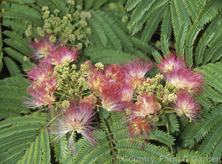 Flowers of the Pink Silk Tree (<i>Albizia julibrissin var. rosea</i>), a deciduous tree found naturally from Iran to Japan. This darker pink flowered variety tends to be a smaller tree than the basic species. albizia-2159htm'>Albizia.