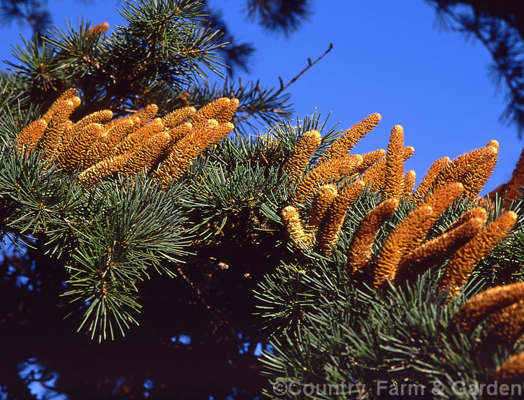 Pollen-bearing or 'male' cones of the Atlas Mountains. Cedar (<i>Cedrus atlantica</i>), a conifer, up to 50m tall, from North Africa. cedrus-2037htm'>Cedrus. <a href='pinaceae-plant-family-photoshtml'>Pinaceae</a>.