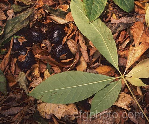 Fallen leaves and fruit of the Indian Horse Chestnut (<i>Aesculus indica</i>), a northeastern Himalayan deciduous tree up to 30m tall Order Sapindales, Family: Sapindaceae