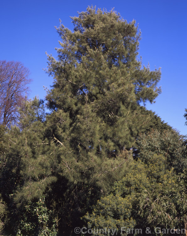 River She-oak or River Oak (<i>Casuarina cunninghamiana</i>), an evergreen, 20-35m tall, evergreen tree native to northern, eastern and southern Australia. Including. Tasmania, extending from the coast to around 150km inland. It is regarded as the tallest of the casuarinas. Note: this species remains in Casuarina and has not been transferred to Allocasuarina. casuarina-2774htm'>Casuarina. <a href='casuarinaceae-plant-family-photoshtml'>Casuarinaceae</a>.