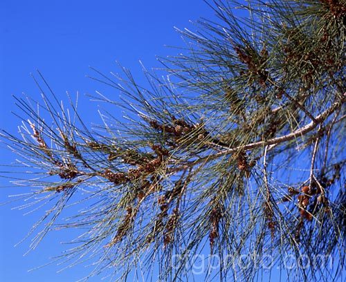 River She-oak or River Oak (<i>Casuarina cunninghamiana</i>) with flowers and near-mature cones. This 20-35m tall tree is native to northern, eastern and southern Australia. Including. Tasmania, extending from the coast to around 150km inland. It is regarded as the tallest of the casuarinas. Note: this species remains in Casuarina and has not been transferred to Allocasuarina. casuarina-2774htm'>Casuarina. <a href='casuarinaceae-plant-family-photoshtml'>Casuarinaceae</a>.