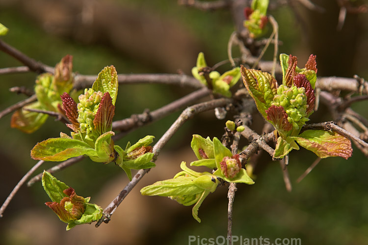 Spring buds of the Tatarian Maple (<i>Acer tataricum</i>), a small deciduous tree found over much of the temperate area of the northern hemisphere except western Europe. Order Sapindales, Family: Sapindaceae