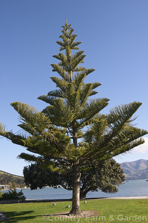 Norfolk Pine (<i>Araucaria heterophylla</i>) endemic to Norfolk Island, this evergreen tree grows to as much as 60m tall and has the unusual habit of being very upright despite constant exposure to coastal winds. Order: Pinales, Family: Araucariaceae