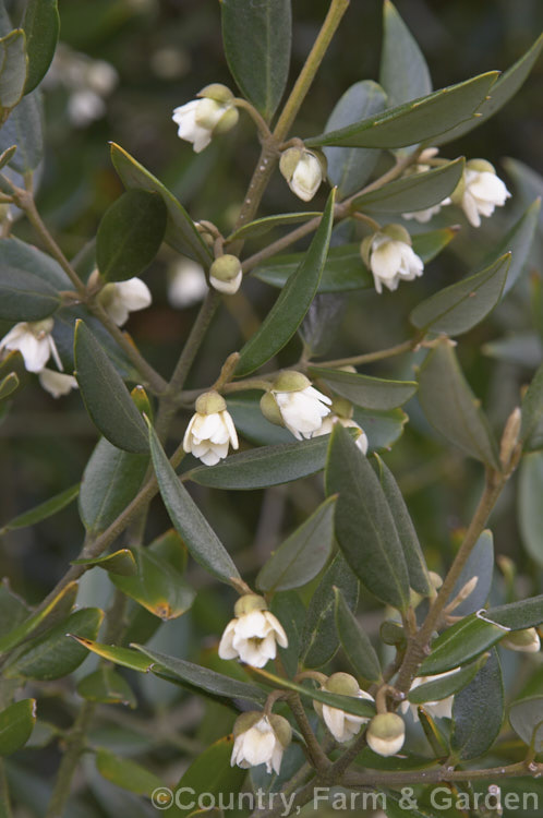 The flowers and foliage of the Tasmanian. Sassafras (<i>Atherosperma moschata</i>), an evergreen tree native to southeastern Australia, including Tasmania. It grows to well over 30m tall and blooms mainly from spring to early summer. atherosperma-2386htm'>Atherosperma. <a href='atherospermataceae-plant-family-photoshtml'>Atherospermataceae</a>.