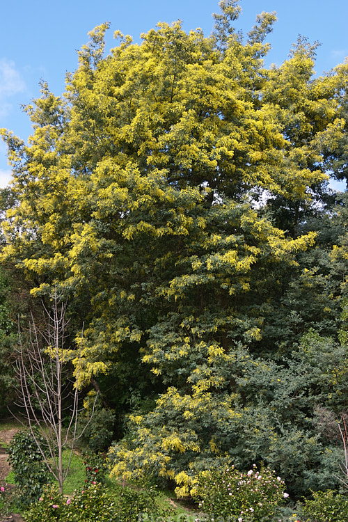 Silver Wattle or Mimosa (<i>Acacia dealbata</i>), a 30m tall, late winter- to early spring-flowering, evergreen tree native to southeastern Australia including Tasmania. It is sometimes used as a cut flower. Order: Fabales, Family: Fabaceae