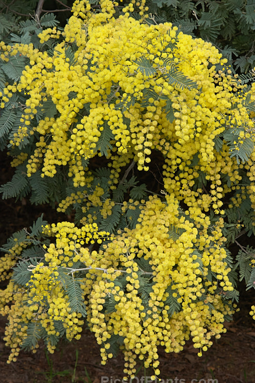 Silver Wattle or Mimosa (<i>Acacia dealbata</i>), a 30m tall, late winter- to early spring-flowering, evergreen tree native to southeastern Australia including Tasmania. It is sometimes used as a cut flower. Order: Fabales, Family: Fabaceae