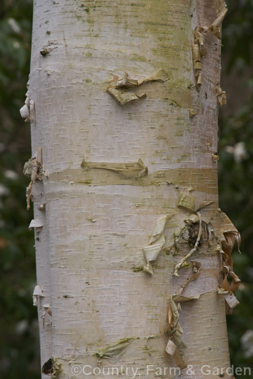 The bark of the Japanese White Birch (<i>Betula platyphylla var. japonica</i>), a cool-temperate northeast Asian deciduous tree closely related to the Common or Silver Birch (<i>Betula pendula</i>). It grows to around 20m tall and has distinctive, peeling, cream to pale buff bark. betula-2077htm'>Betula. <a href='betulaceae-plant-family-photoshtml'>Betulaceae</a>.