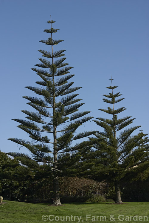 Norfolk Pine (<i>Araucaria heterophylla</i>) endemic to Norfolk Island, this evergreen tree grows to as much as 60m tall and has the unusual habit of being very upright despite constant exposure to coastal winds. Order: Pinales, Family: Araucariaceae