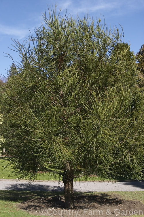 Cryptomeria japonica 'Araucarioides', a cultivar of the Japanese Cedar, an evergreen coniferous tree found in Japan and nearby parts of China. The foliage of 'Araucarioides' is composed of small overlapping leaves, creating an almost rope-like effect reminiscent of Norfolk Pine (<i>Araucaria excelsa</i>) foliage. The cultivar grows slowly to around 15m tall and its winter colour change is not as marked as that of many Cryptomeria cultivars. cryptomeria-2228htm'>Cryptomeria. Order: Pinales, Family: Cupressaceae