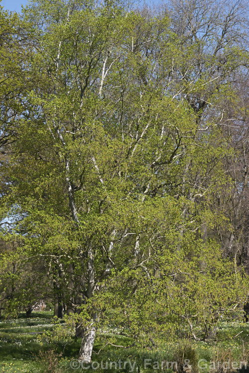 Silver Birch (<i>Betula pendula</i>), an extremely hardy Eurasian tree widely cultivated for its silver-grey bark. Its foliage often colours well in autumn. betula-2077htm'>Betula. <a href='betulaceae-plant-family-photoshtml'>Betulaceae</a>.