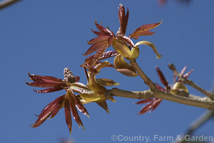 Expanding spring foliage and flower buds of the Indian Horse Chestnut (<i>Aesculus indica</i>), a northeastern Himalayan deciduous tree up to 30m tall Order Sapindales, Family: Sapindaceae