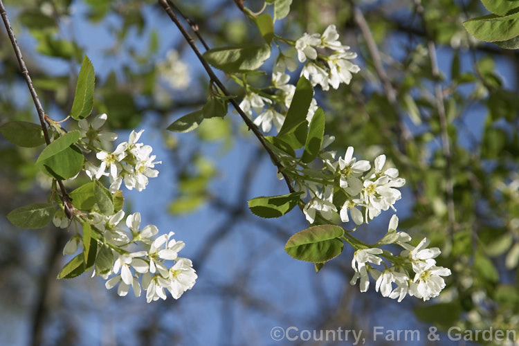 Amelanchier bartramiana, a spring-flowering deciduous large shrub or small tree native to eastern North America. It grows to around 5m tall and the flowers are followed by small black fruits. Order: Rosales, Family: Rosaceae