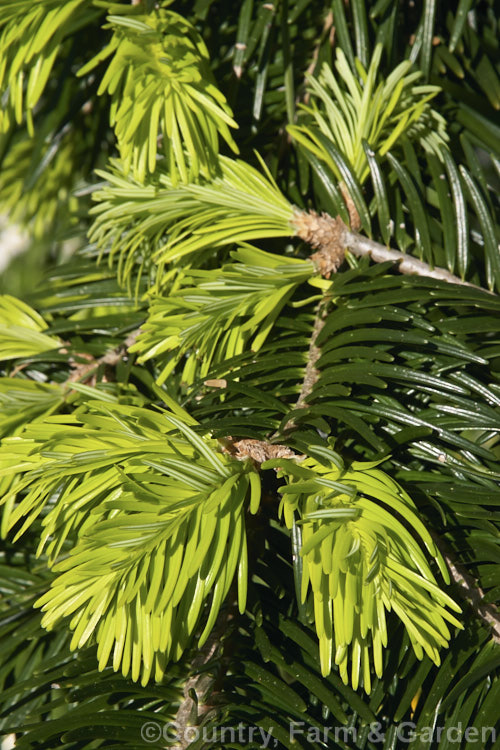 <i>Abies chensiensis</i> subsp. <i>salouenensis</i>, a subspecies of the Shensi Fir, an evergreen, 30-50m tall conifer native to China, in which the leaves are longer than the species - up to 75 cm long. This subspecies occurs as far south as northern India Order: Pinales, Family: Pinaceae