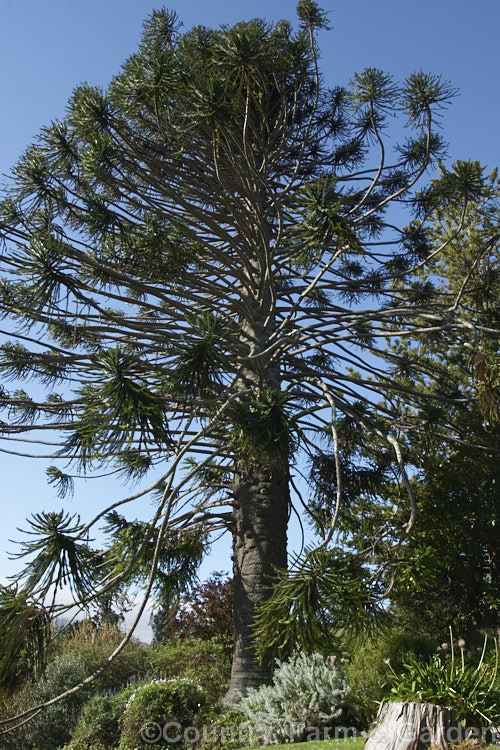 Monkey Puzzle (<i>Araucaria araucana</i>), a conifer native to central Chile and northern Patagonia. It has stiff, sharply pointed triangular leaves and huge cones. This specimen was over 120 years old and was heavily branched, with a massive trunk. Order: Pinales, Family: Araucariaceae