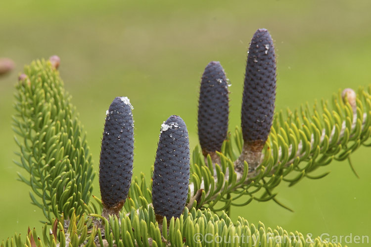 Faber's Fir (<i>Abies fabri</i>), an evergreen conifer up to 25m tall. Native to western China, this species is notable for its beautiful blue-black cones and purple winter buds. Order: Pinales, Family: Pinaceae