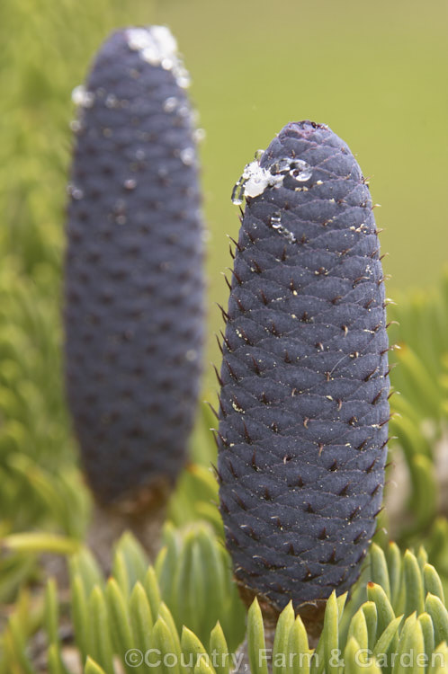 Faber's Fir (<i>Abies fabri</i>), an evergreen conifer up to 25m tall. Native to western China, this species is notable for its beautiful blue-black cones and purple winter buds. Order: Pinales, Family: Pinaceae