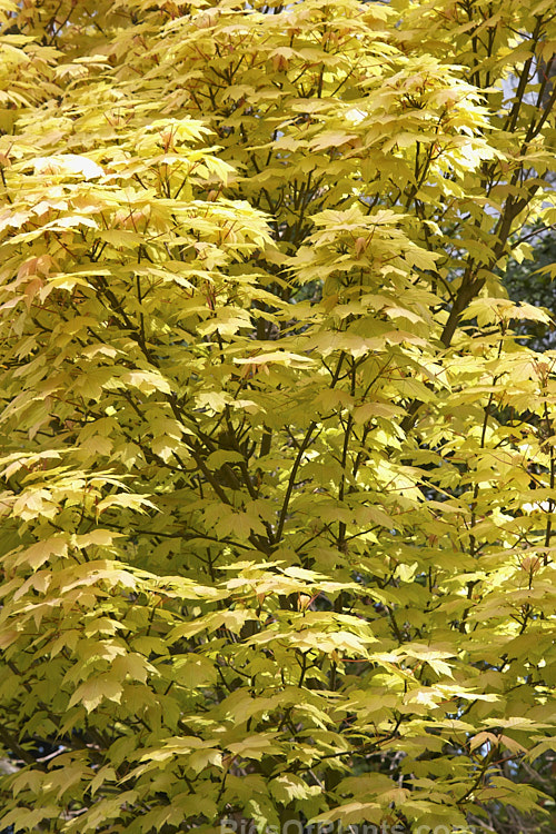 <i>Acer pseudoplatanus</i> 'Brilliantissimum', a form of a northern European and western Asia deciduous tree in which the foliage changes from pink through this yellow phase to finally become light green. Order: Sapindales, Family: Sapindaceae