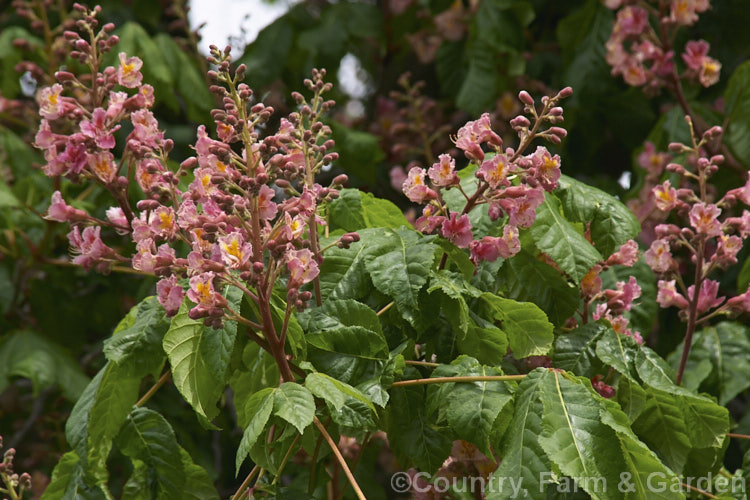 Pink-flowered Horse Chestnut (<i>Aesculus x carnea</i> [<i>Aesculus hippocastanum</i> x <i>Aesculus pavia</i>]) in flower, with a carpet of fallen petals. This deep pink-flowered hybrid horse chestnut is a 15-25m tall deciduous tree widely cultivated as a specimen or street tree. Order Sapindales, Family: Sapindaceae