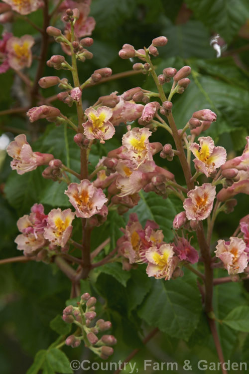 Pink-flowered Horse Chestnut (<i>Aesculus x carnea</i> [<i>Aesculus hippocastanum</i> x <i>Aesculus pavia</i>]) in flower, with a carpet of fallen petals. This deep pink-flowered hybrid horse chestnut is a 15-25m tall deciduous tree widely cultivated as a specimen or street tree. Order Sapindales, Family: Sapindaceae