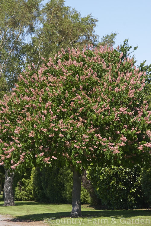 Pink-flowered Horse Chestnut (<i>Aesculus x carnea</i> [<i>Aesculus hippocastanum</i> x <i>Aesculus pavia</i>]) in flower, with a carpet of fallen petals. This deep pink-flowered hybrid horse chestnut is a 15-25m tall deciduous tree widely cultivated as a specimen or street tree. Order Sapindales, Family: Sapindaceae