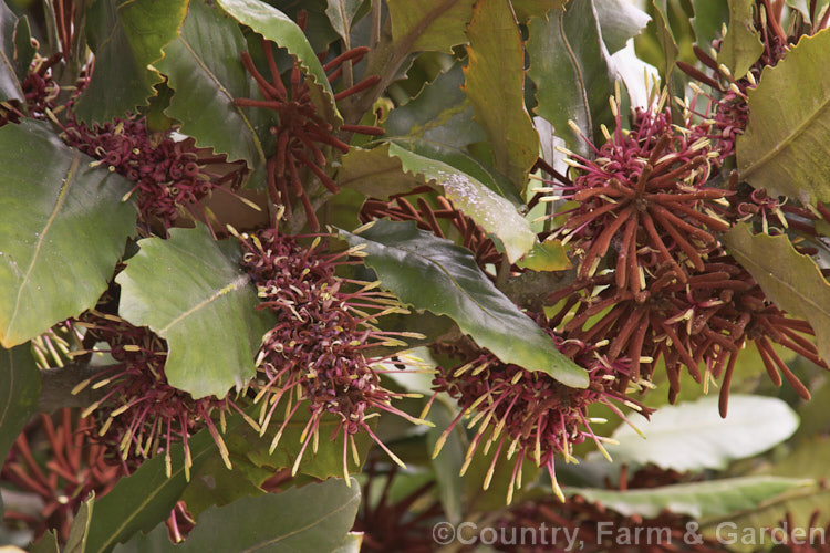 The flowers of the Rewa. Rewa or New Zealand Honeysuckle (<i>Knightia excelsa</i>), a 10-30m tree native to New Zealand A protea family plant, it has beautifully grained wood. knightia-2510htm'>Knightia.