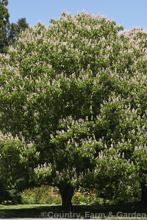 Indian Horse Chestnut (<i>Aesculus indica</i>), a late spring- to early summer-flowering, northeastern Himalayan, deciduous tree up to 30m tall Order Sapindales, Family: Sapindaceae