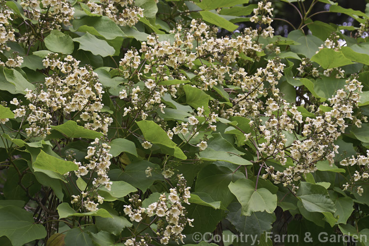 Catalpa ovata, a 10-15m tall summer-flowering deciduous tree native to China. The effect is similar to the more common. Catalpa bignonioides, but the flowers are not as showy. catalpa-2420htm'>Catalpa. <a href='bignoniaceae-plant-family-photoshtml'>Bignoniaceae</a>.