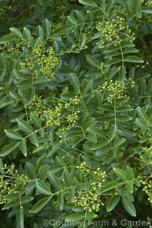 Zanthoxylum simulans, a species of Prickly Ash native to China and Taiwan, with ripening fruit. This widespread tropical and subtropical genus of evergreen and deciduous shrubs and trees is cultivated in gardens and also grown for its spicy, edible seeds, oils and various medicinal extracts. Order: Sapindales, Family: Rutaceae