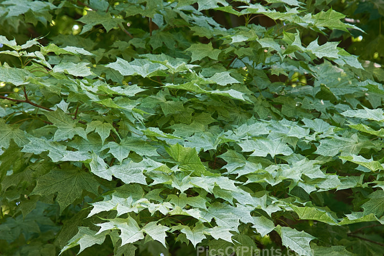 The cream-speckled, light green foliage of <i>Acer platanoides</i> 'Walderseei', a fairly rare German cultivar of the Norway Maple raised in 1904. The leaves turn pale yellow in autumn. Order: Sapindales, Family: Sapindaceae