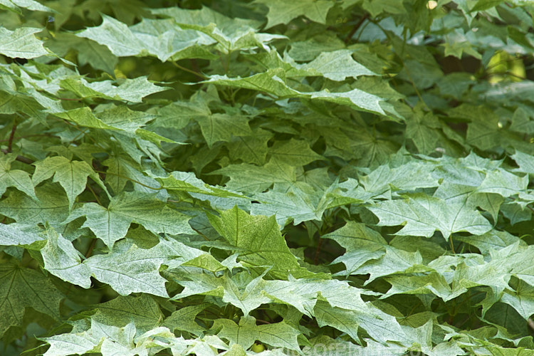 The cream-speckled, light green foliage of <i>Acer platanoides</i> 'Walderseei', a fairly rare German cultivar of the Norway Maple raised in 1904. The leaves turn pale yellow in autumn. Order: Sapindales, Family: Sapindaceae