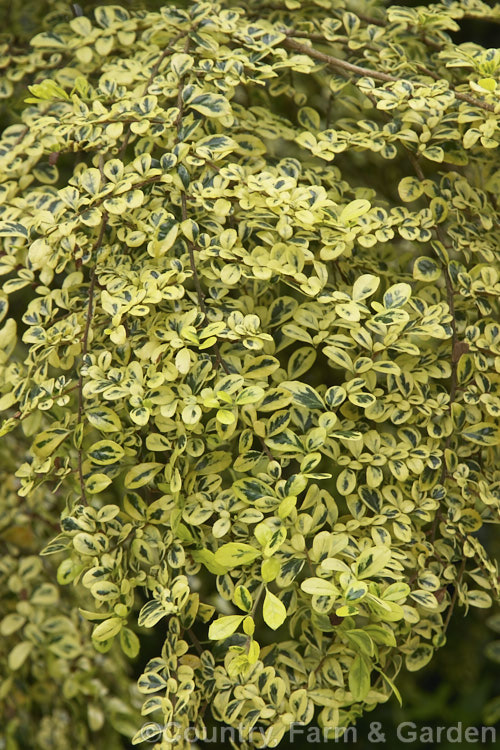 The foliage of Azara microphylla 'Variegata', a yellow-variegated form of the Vanilla. Tree, an evergreenChilean and Argentinian tree widely cultivated for its graceful growth habit and for the strong vanilla scent of its minute yellow flowers. azara-2391htm'>Azara. <a href='salicaceae-plant-family-photoshtml'>Salicaceae</a>.