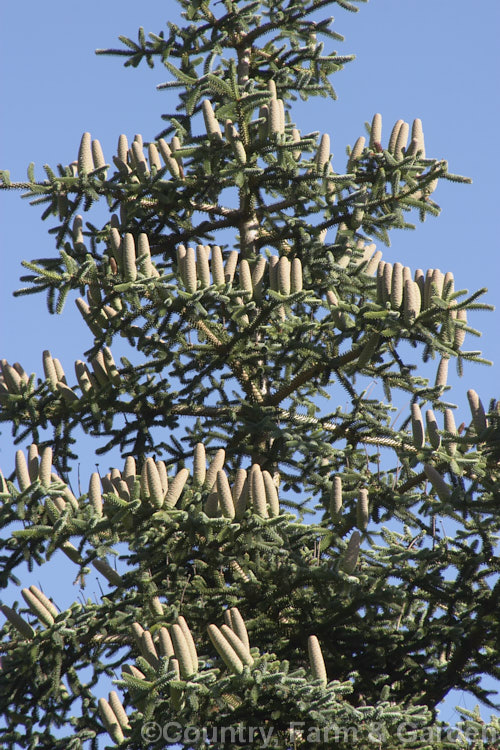 Young cones of the Spanish or Hedgehog Fir (<i>Abies pinsapo</i>), a 35m tall coniferous tree native to southern Spain. The cones are always very heavily clustered at the top of the tree. Order: Pinales, Family: Pinaceae