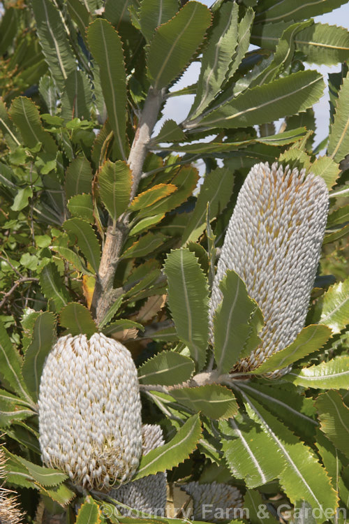 Saw. Banksia or Red Honeysuckle (<i>Banksia serrata</i>), a 10-16m tall evergreen tree from eastern Australia. The name. Red Honeysuckle refers to the colour of the beautifully-grained wood, while. Saw. Banksia is a reference to the serrated leaf edges. Order: Proteales, Family: Proteaceae