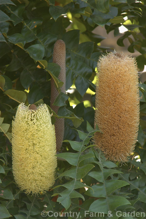 Giant Banksia or Bull. Banksia (<i>Banksia grandis</i>), a small evergreen tree to 8m tall, native to southwestern Australia. The deeply cut foliage is a distinctive feature and is incised to the midrib. Order: Proteales, Family: Proteaceae