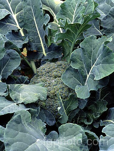 Broccoli (<i>Brassica oleracea - Botrytis Group</i>), a cabbage family vegetable grown for its edible flower bud head. Broccoli is widely regarded as the most nutritious of the brassicas